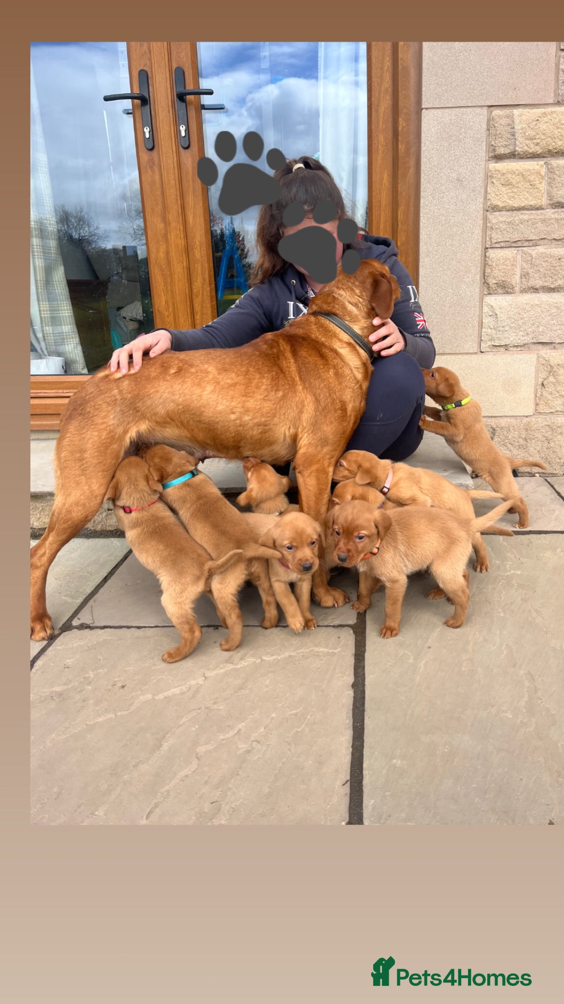 Labrador Retriever dogs Gorgeous Fox Red Labrador Puppies - Advert 2