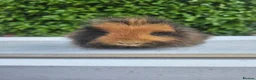 Guinea Pig rodents for sale: Baby male swiss guinea pigs  - Advert 5