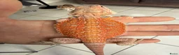 Bearded Dragon reptiles for sale: Beautiful Blue bar Bearded Dragon - Advert 1