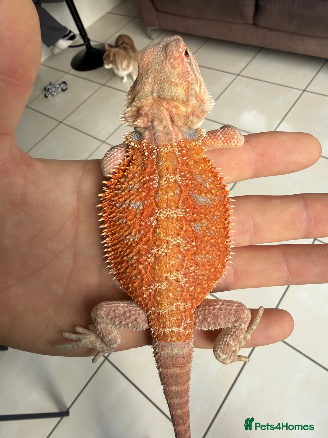 Bearded Dragon reptiles for sale: Beautiful Blue bar Bearded Dragon - Advert 1