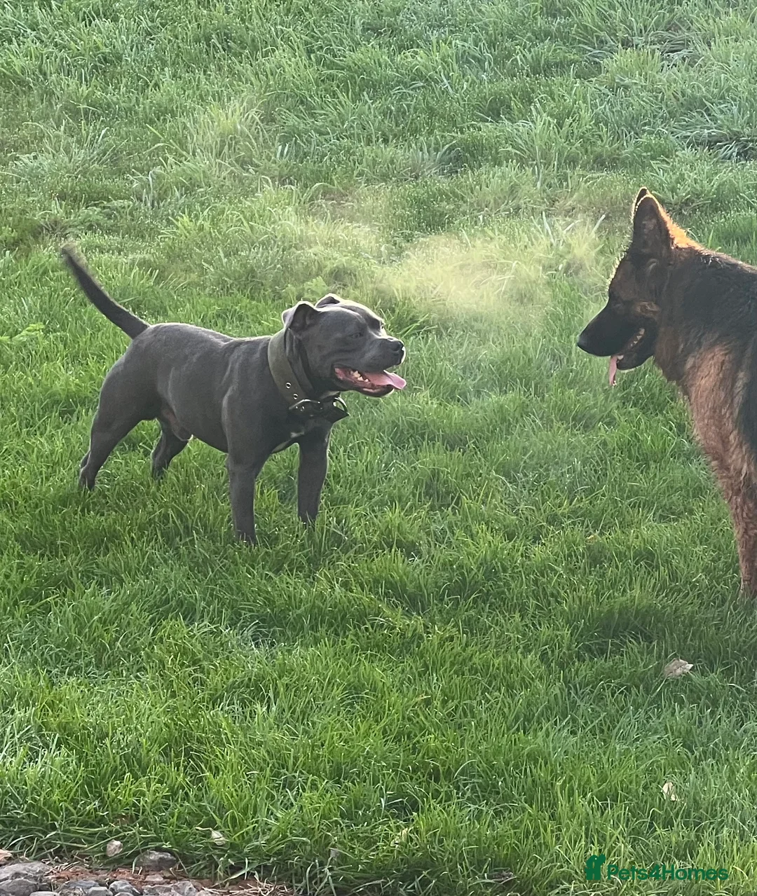 Staffordshire Bull Terrier dogs for stud: 🌟DARK BLUE🌟Staffordshire bull terrier KC reg in Wisbech - Advert 4