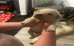 Labrador Retriever dogs for sale: Perfect Labrador Puppies - Image 2