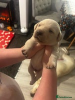 Labrador Retriever dogs Perfect Labrador Puppies - Advert 8