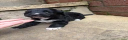 Lurcher dogs for sale: Lurcher pups - Advert 8