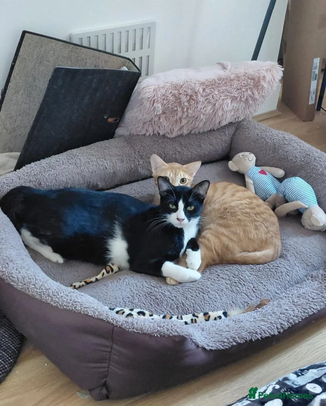 Arabian Mau cats for adoption: Two Male Rescue Cats for Adoption Together - Advert 2