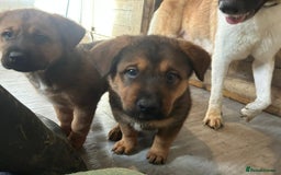 Mixed Breed dogs for sale: 2 akita x rottweiler pups  - Image 7