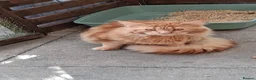 Maine Coon cats for sale: Maine Coon xl  - Advert 5