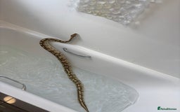 Python Snake reptiles for sale: Adult female Lesser platinum ball python - Image 7