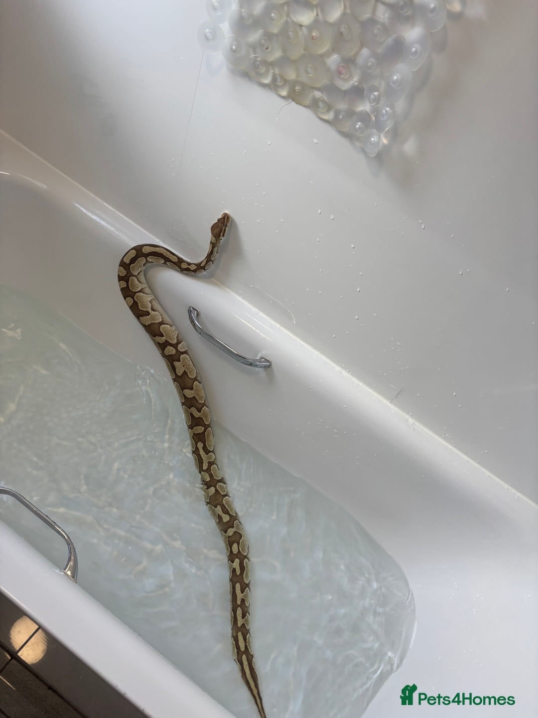 Python Snake reptiles for sale: Adult female Lesser platinum ball python - Image 7