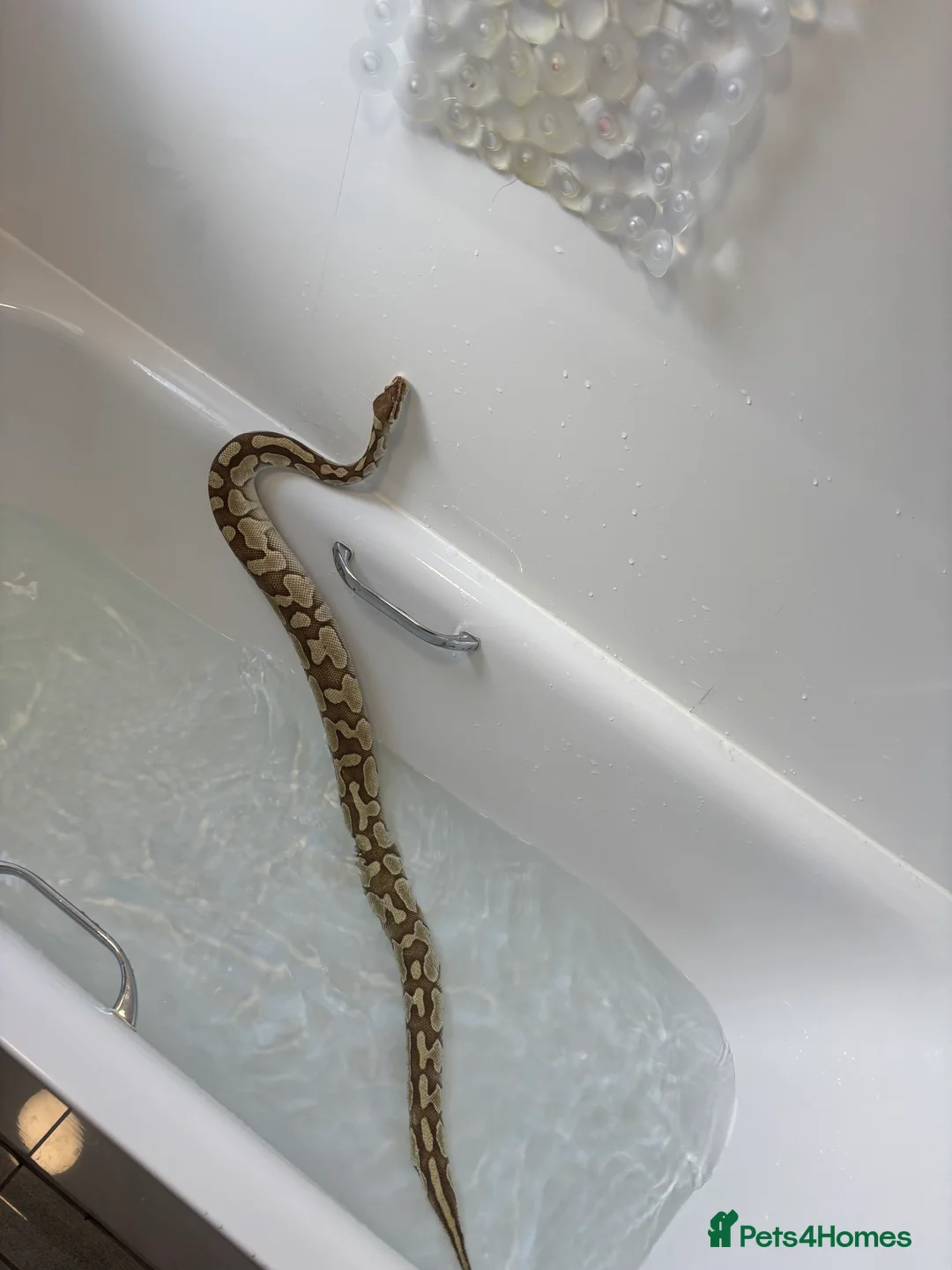 Python Snake reptiles for sale: Adult female may be enchi butter ball python - Advert 8