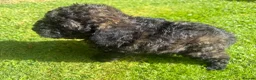 Cavapoo dogs for sale: CavapooF1b Girl Parents Extensively Health Tested  - Advert 4