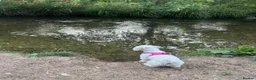 Mixed Breed dogs for sale: 7 month old maltease cross  in Mitcham - Advert 2