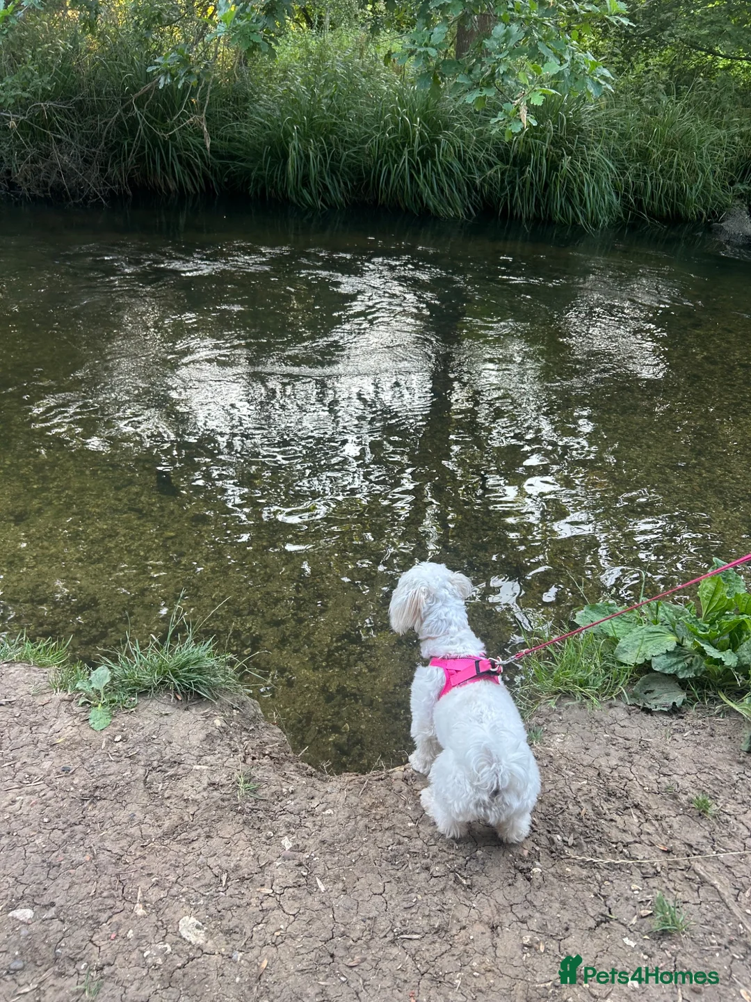 Mixed Breed dogs for sale: 7 month old maltease cross  in Mitcham - Advert 2