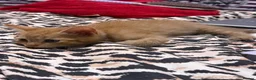 Domestic Shorthair cats for sale: 🐾 Adorable Kittens Ready for Loving Homes - Advert 7