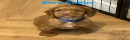 Cocker Spaniel dogs for sale: KC REGISTERED COCKER SPANIEL PUPPIES - Advert 10