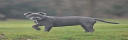 Staffordshire Bull Terrier dogs for sale: Beautiful Blue Staffy KC registered (Stormregalia) in London - Advert 5