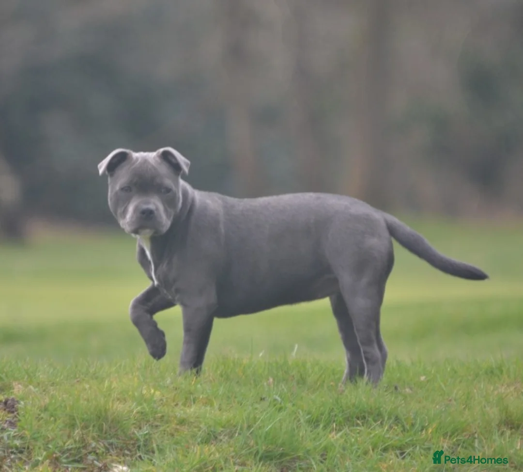 Staffordshire Bull Terrier dogs for sale: Beautiful Blue Staffy KC registered (Stormregalia) in London - Advert 5