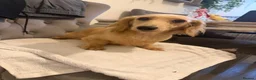 Dachshund dogs for sale: Miniature cream dachshund long haired - Advert 2