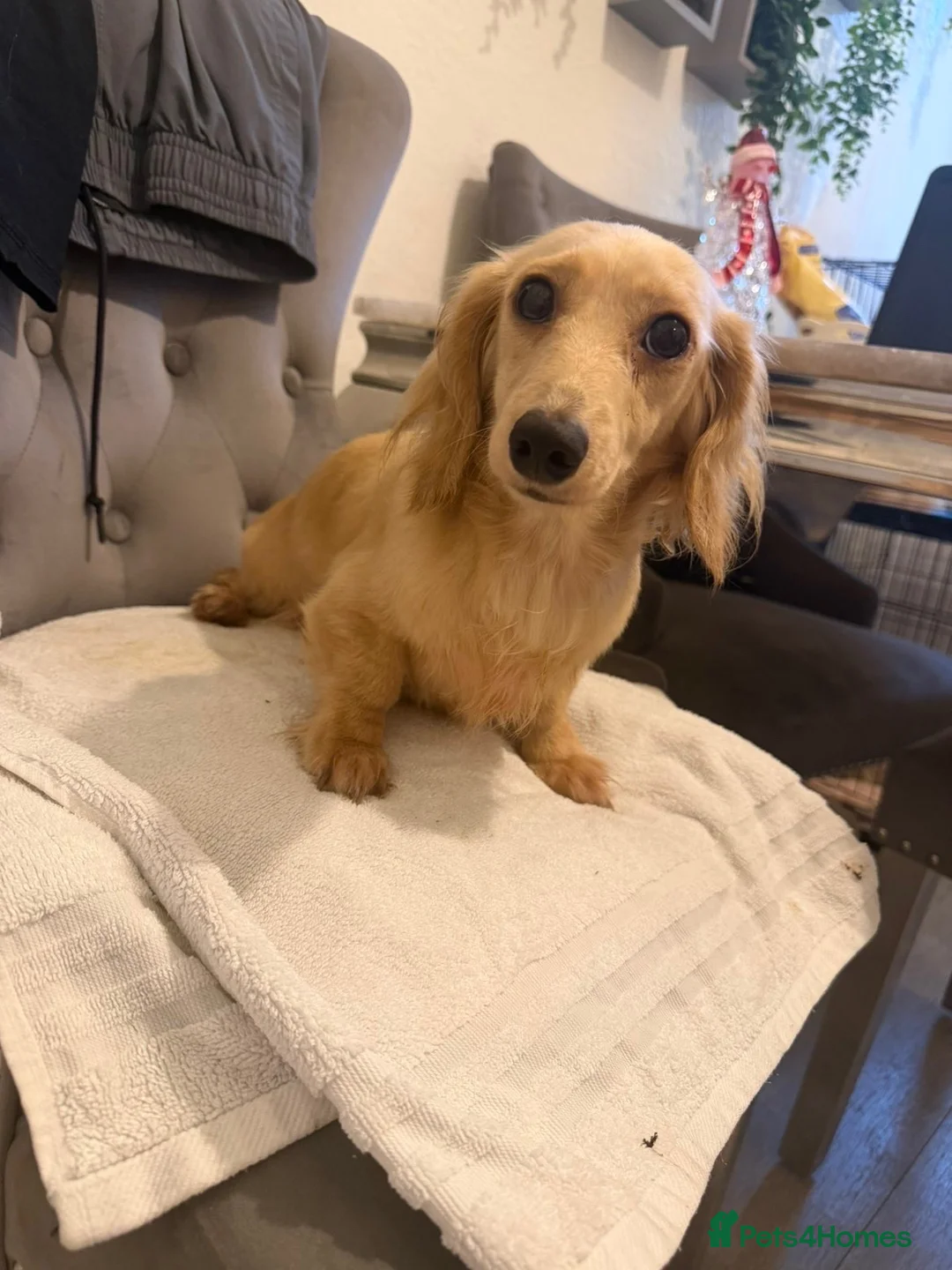 Dachshund dogs for sale: Miniature cream dachshund long haired - Advert 2