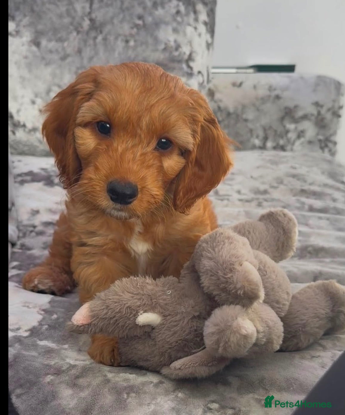 Cockapoo dogs 2 left -READY NOW GORGEOUS FOX RED COCKAPOOS - Advert 14