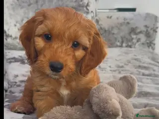 Cockapoo dogs 2 left -READY NOW GORGEOUS FOX RED COCKAPOOS - Advert 1