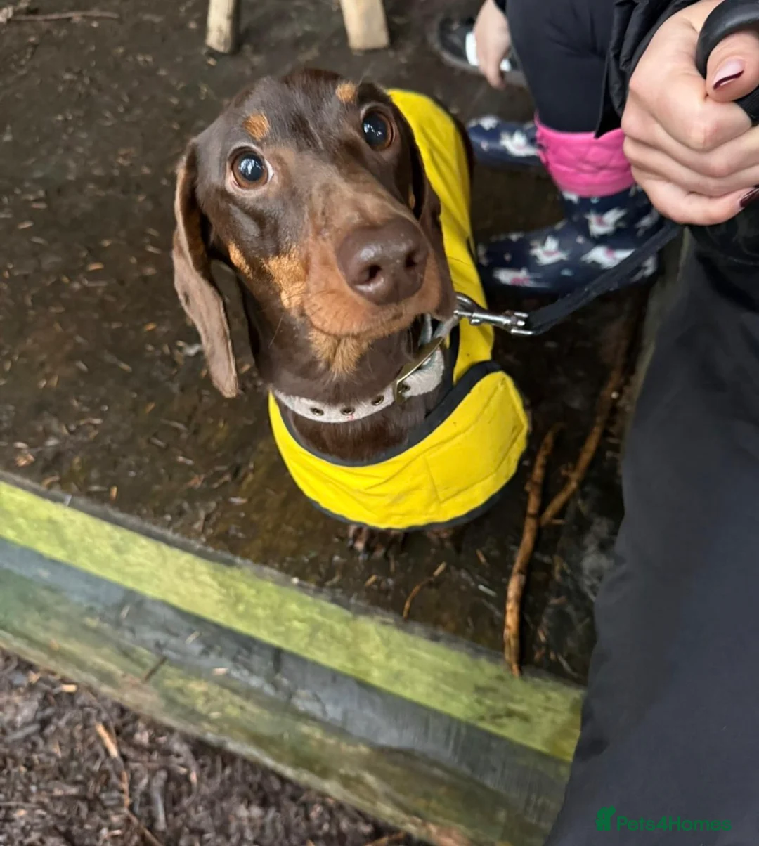 Miniature Dachshund dogs for sale: Todd 🐶 in Accrington - Advert 1