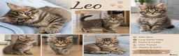 Maine Coon cats for sale: Maine Coon kitten boy - Advert 17