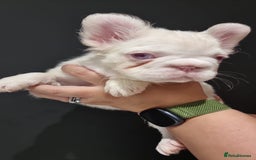 French Bulldog dogs for sale: Full fluffy pink girl with wonderful dna - Image 5