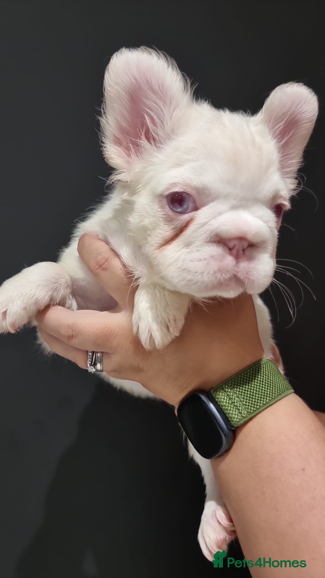 French Bulldog dogs for sale: Full fluffy pink girl with wonderful dna - Image 5