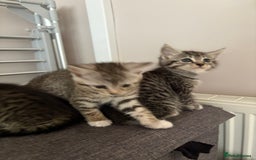 Mixed Breed cats for sale: Silver & brown British shorthair / bengal kittens  - Image 15
