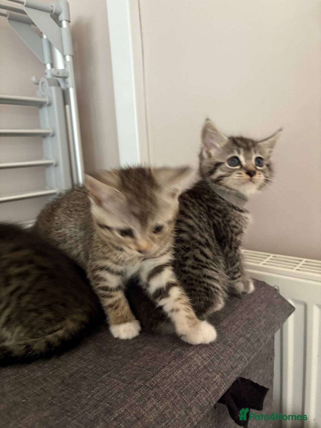 Mixed Breed cats for sale: Silver & brown British shorthair / bengal kittens  - Image 15