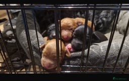 Cockapoo dogs for sale: F2b Cockapoo Puppies for sale - Image 1