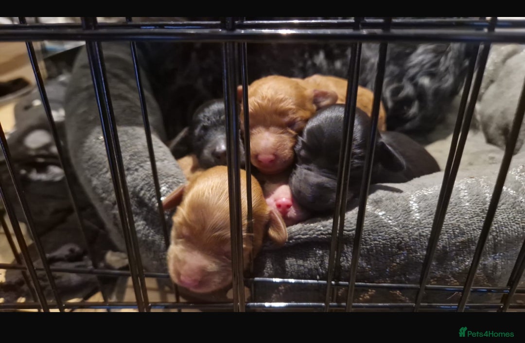 Cockapoo dogs for sale: F2b Cockapoo Puppies for sale - Image 1