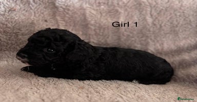 Maltipoo dogs - Advert 4