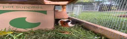 Guinea Pig rodents for sale: 2 sows and 2 boars available  - Advert 10