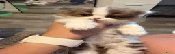 British Shorthair cats for sale: British long hair kitten - Advert 9