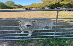 Sheep livestock for sale: 4 friendly wether pet sheep  - Image 4