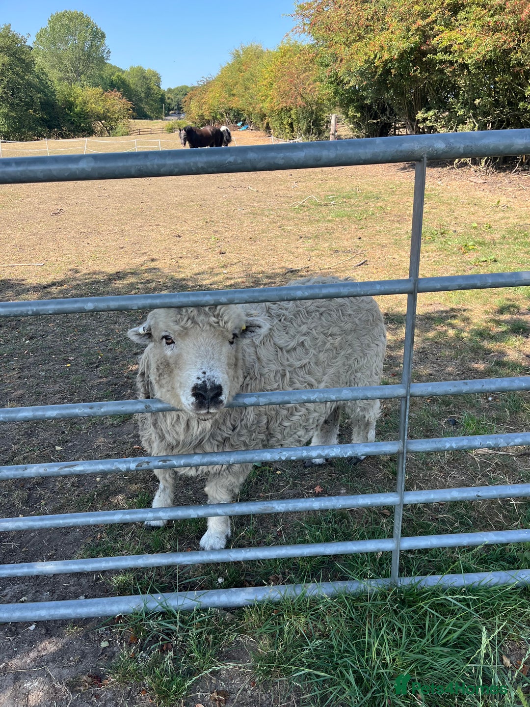 Sheep livestock for sale: 4 friendly wether pet sheep  - Image 4
