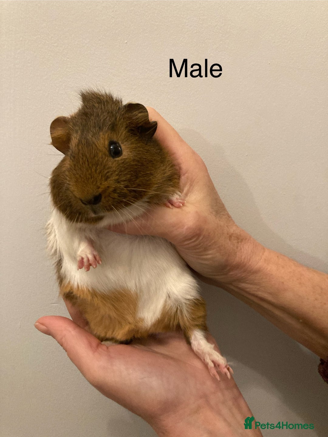 Guinea Pig rodents for sale: 5 Gorgeous Guinea Pigs for sale - Advert 9