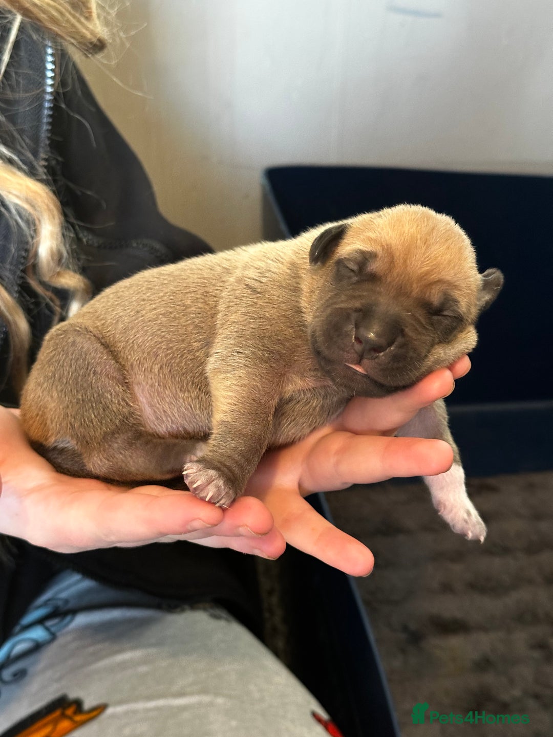 Mixed Breed dogs for sale: Staff X Sharpei puppies  - Advert 1