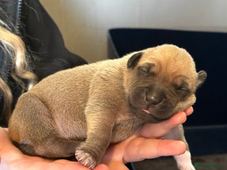 Mixed Breed dogs Staff X Sharpei puppies - Advert 2