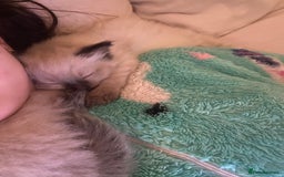 Ragdoll cats for sale: Ragdoll kittens - Advert 12