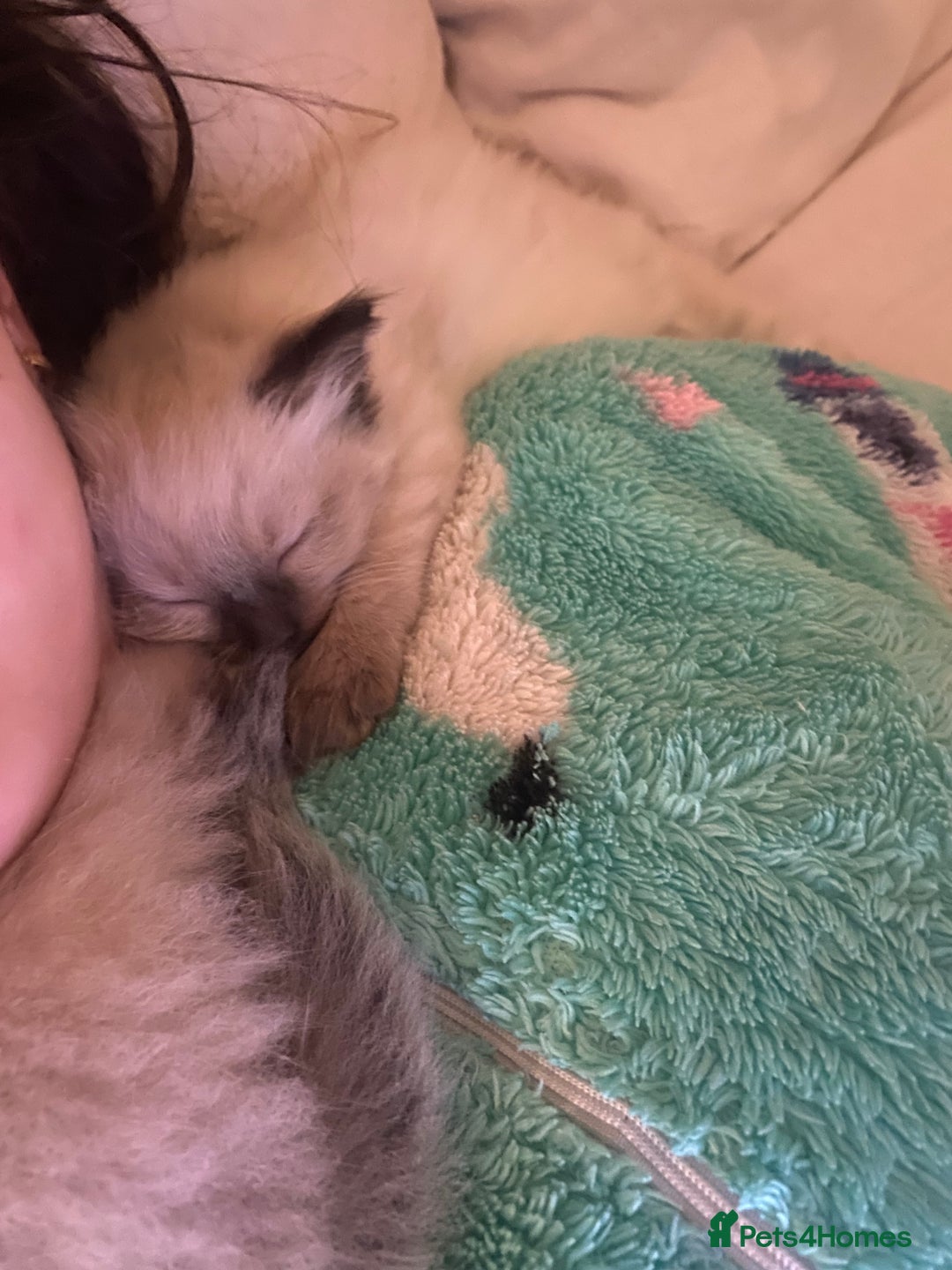 Ragdoll cats for sale: Ragdoll kittens - Advert 12