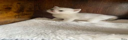 British Shorthair cats for sale: Silver pedigree British Shorthair kittens  - Advert 13
