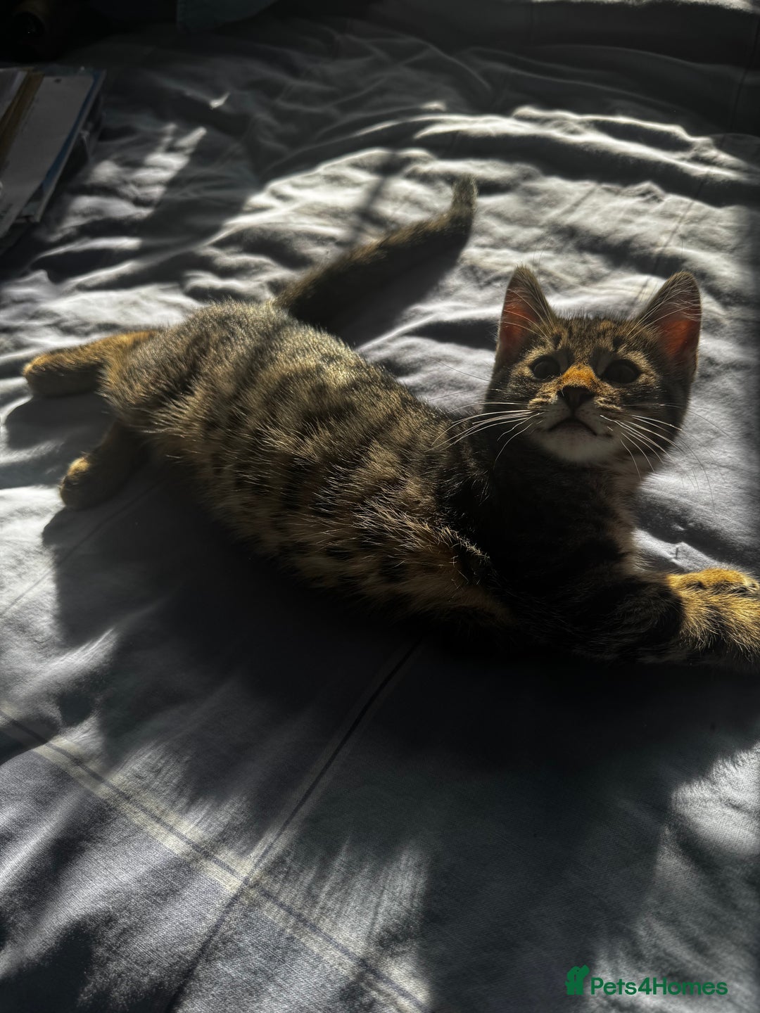Mixed Breed cats for sale: Male tabby kitten  - Advert 7