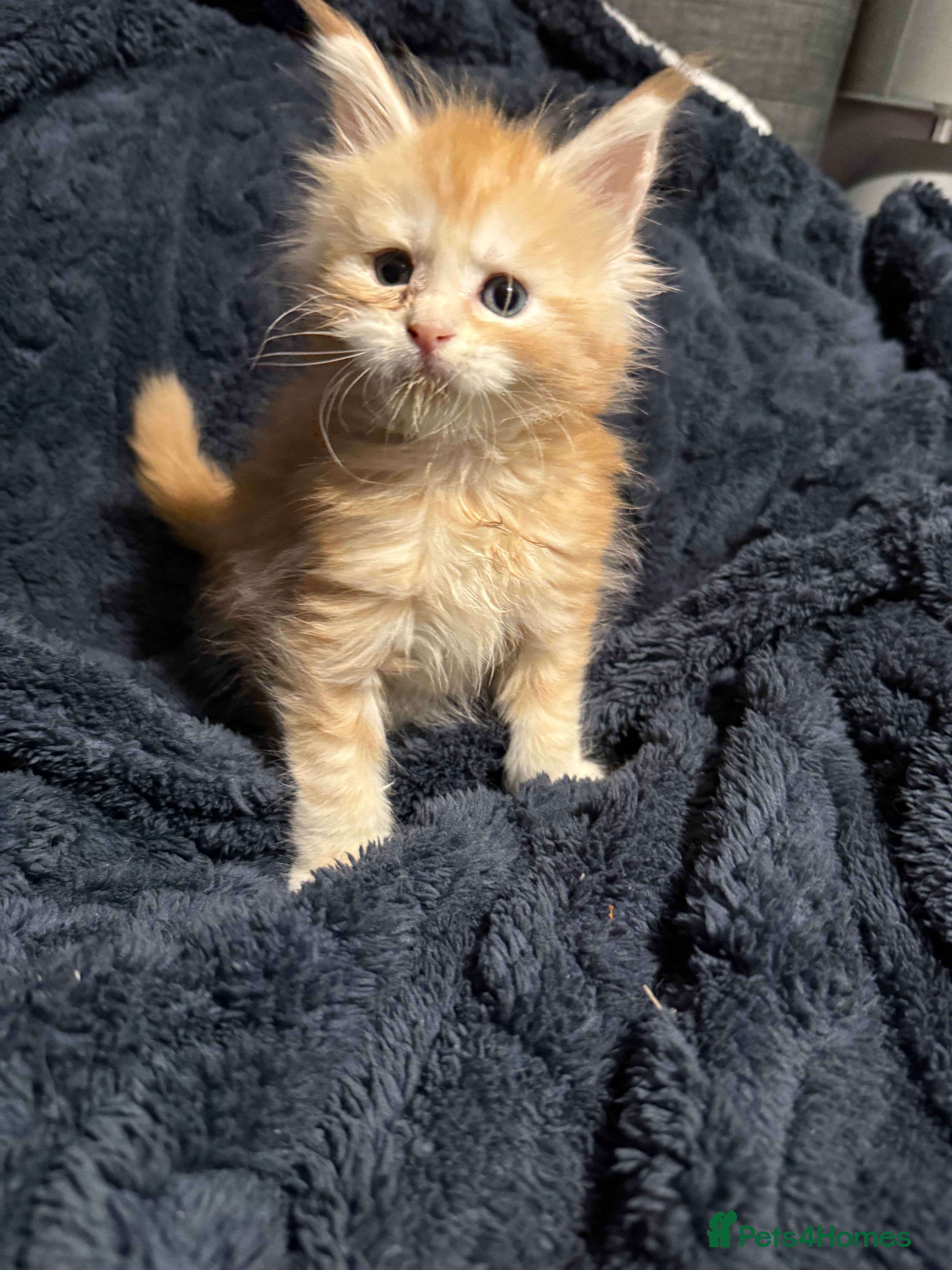 Maine Coon cats 7 beautiful Maine coon full breed kittens  - Advert 1