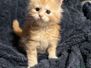 Maine Coon cats 7 beautiful Maine coon full breed kittens - Advert 1