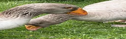 Geese poultry for sale: Russian Tula geese (trio) in Devizes - Advert 6