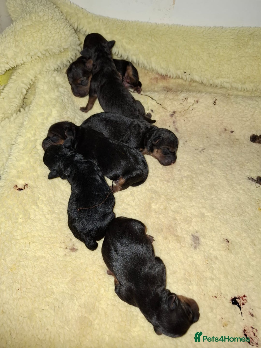 Lakeland Terrier dogs for sale: 🐾 Lakeland Terrier Puppies – Tag × Diesel 🐾 - Advert 16