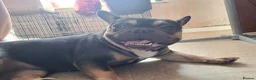 French Bulldog dogs for sale: Female French bulldog in Sheffield - Advert 2
